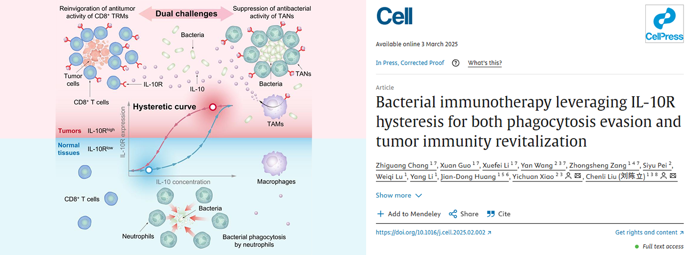 營養與健康所肖意傳研究組合作揭示合成生物細菌腫瘤療法關鍵原理